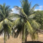 WhatsApp Image 2024-12-03 at 10.14.55 (2)